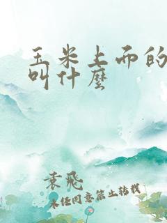 玉米上面的虫子叫什么