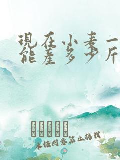 现在小麦一亩地能产多少斤