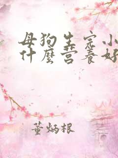 母狗生完小狗吃什么营养好