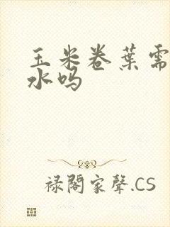 玉米卷叶需要浇水吗