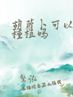 胡萝卜可以重茬种植吗