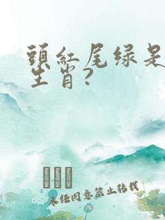 头红尾绿是什么生肖?