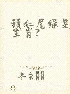 头红尾绿是什么生肖?