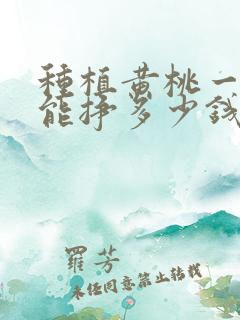 种植黄桃一亩地能挣多少钱