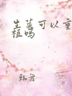 生菜可以重茬种植吗