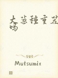 大葱种重茬可以吗