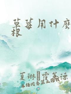 草莓用什么肥养根