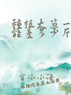 种植大葱一亩地能产多少斤