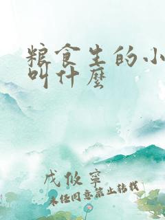粮食生的小黑虫叫什么