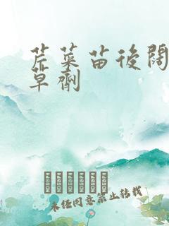 芹菜苗后阔叶除草剂