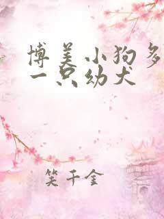 博美小狗多少钱一只幼犬