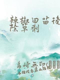 辣椒田苗后专用除草剂