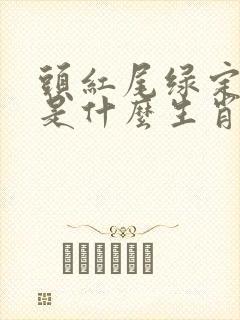 头红尾绿定本期是什么生肖