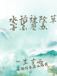 水稻被除草剂药害怎么办