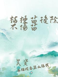 桔梗苗后除草剂不伤苗