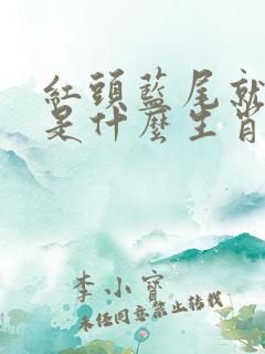 红头蓝尾就是它是什么生肖