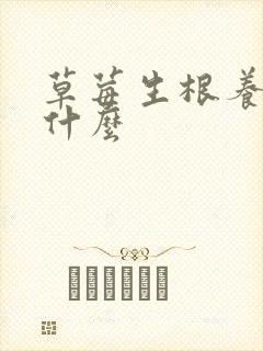 草莓生根养根用什么