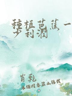 种植芭蕉一亩多少利润