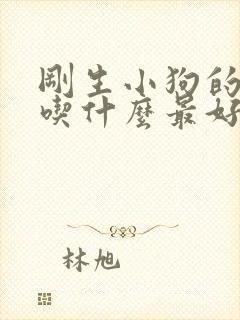 刚生小狗的母狗吃什么最好