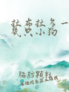 拉布拉多一般生几只小狗