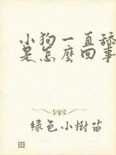 小狗一直舔主人是怎么回事