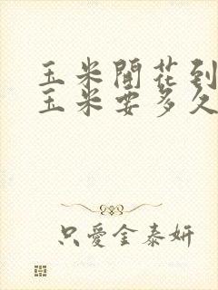 玉米开花到吃嫩玉米要多久