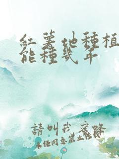 红薯地种植重茬能种几年
