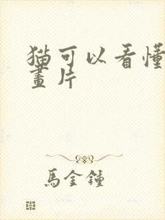 猫可以看懂的动画片
