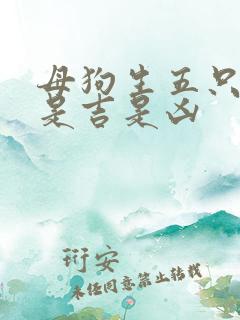 母狗生五只小狗是吉是凶