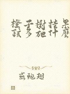 橙子树挂果期应该多施什么肥