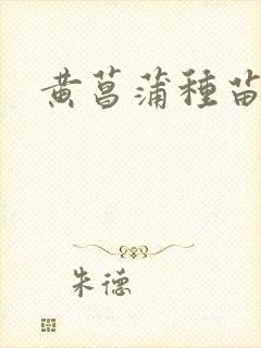 黄菖蒲种苗
