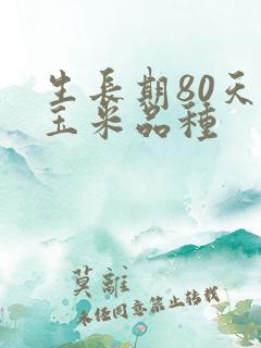 生长期80天的玉米品种