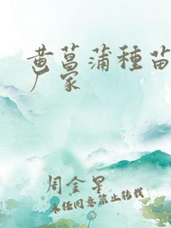 黄菖蒲种苗供应厂家