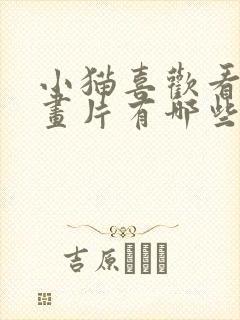小猫喜欢看的动画片有哪些
