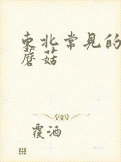 东北常见的野生蘑菇