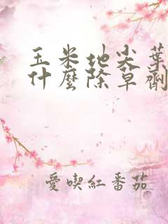 玉米地尖叶草用什么除草剂