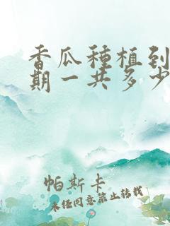 香瓜种植到成熟期一共多少天