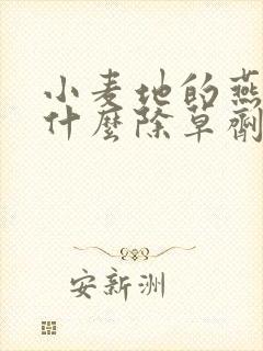 小麦地的燕麦用什么除草剂