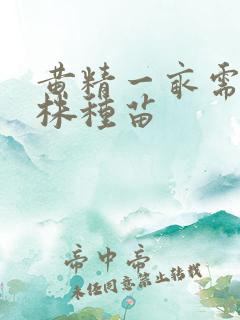 黄精一亩需多少株种苗