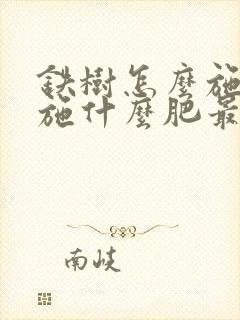 铁树怎么施肥,施什么肥最好?