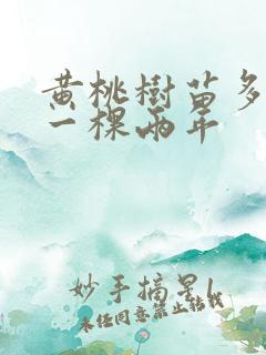 黄桃树苗多少钱一棵两年