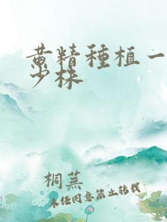 黄精种植一亩多少株