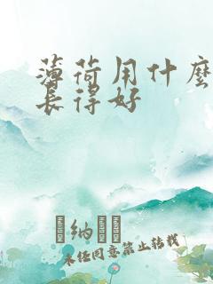 薄荷用什么肥料长得好