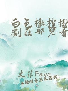 白色橄榄树电视剧在哪儿看