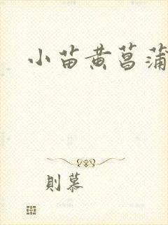 小苗黄菖蒲基地