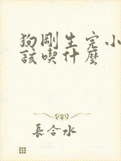 狗刚生完小狗应该吃什么