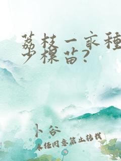 荔枝一亩种植多少棵苗?