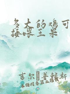 多大的鸡可以直接喂玉米