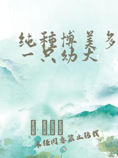 纯种博美多少钱一只幼犬