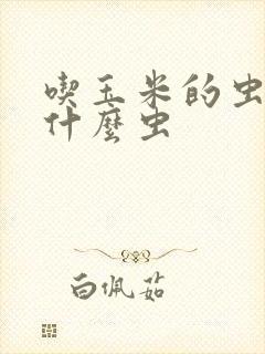 吃玉米的虫子是什么虫